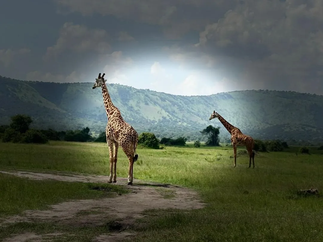 Akagera Wildlife Photography Journey in Rwanda